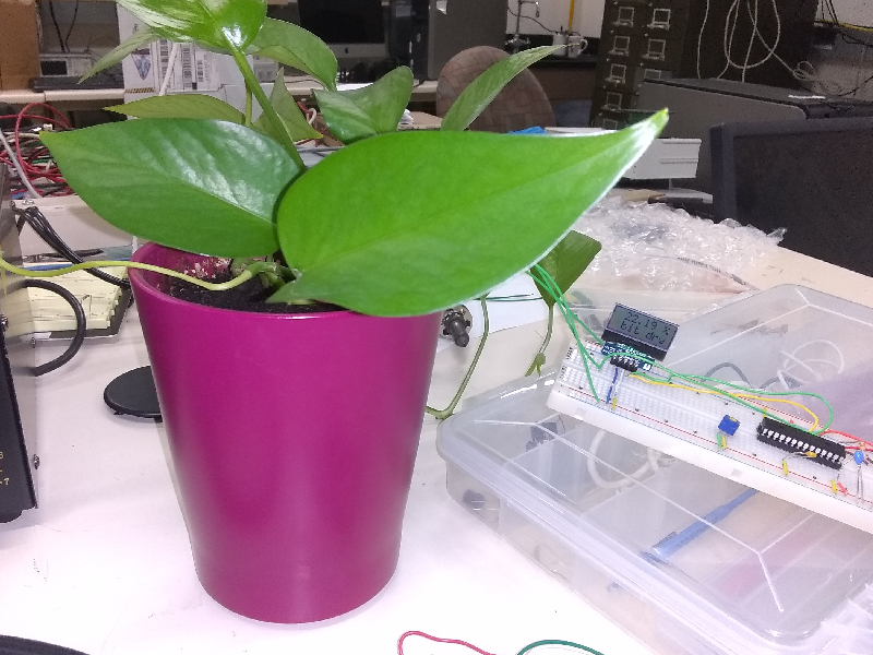 A Plant Robot, a robot that takes care of a plant